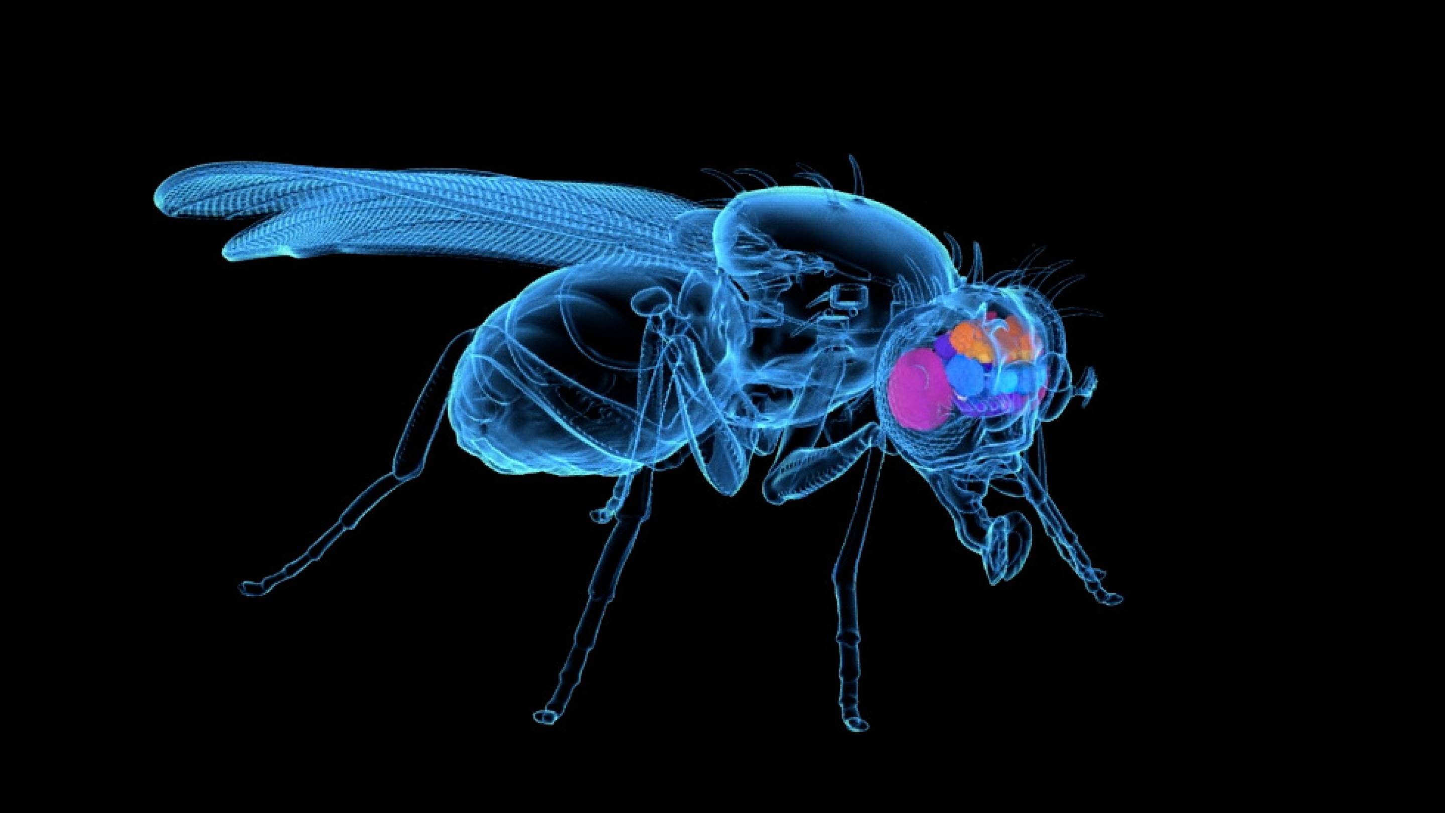 The Uploaded Fly: A Brain Map to Digital Life